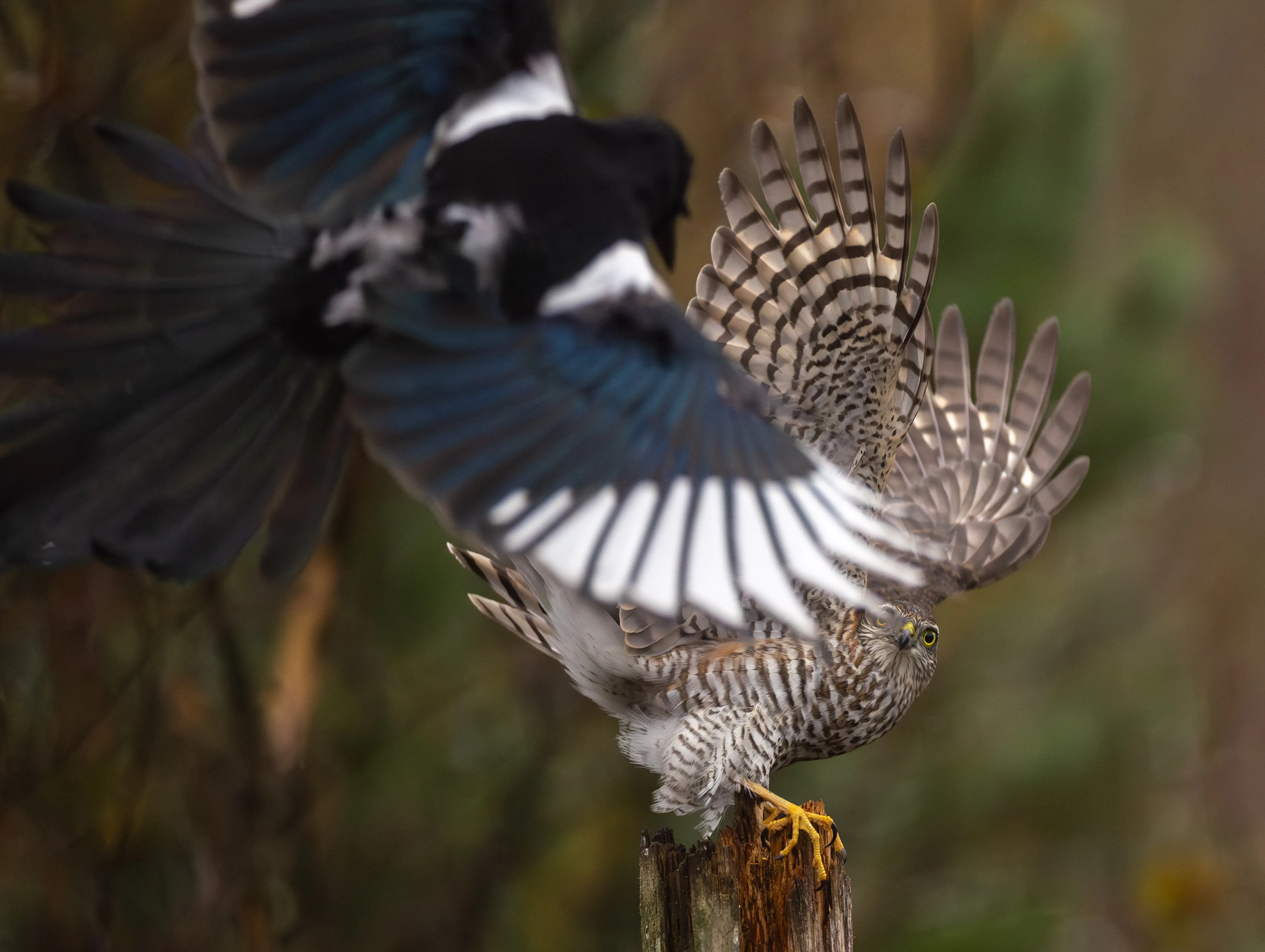 Autumn Norway gallery image 12